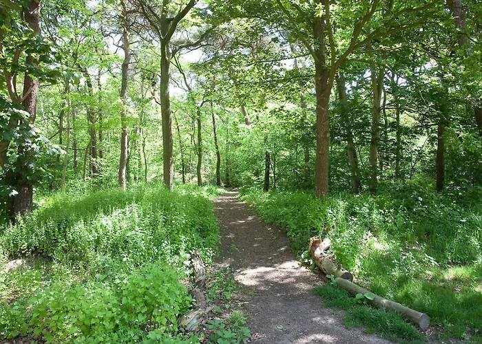 Betonnen Boshuis By Droomvilla Oosterhout (North Brabant)